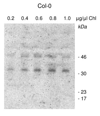 western blot using anti-CGL160 antibodies